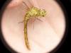 Sympetrum meridionale